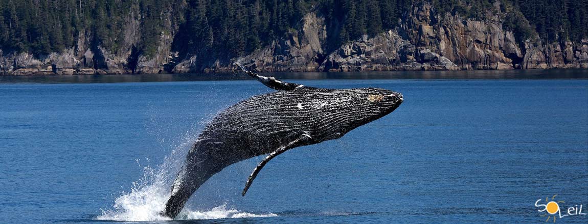 crociera in alaska nel prince william sound