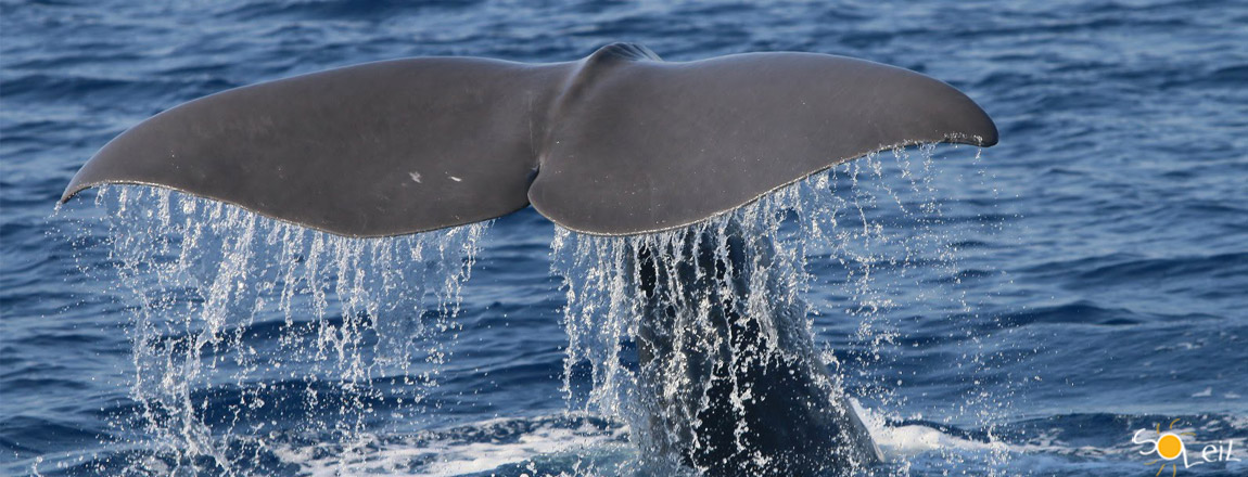 Domenica 6 agosto alle ore 18:00 – Come avvistare i cetacei nel Mar Ligure a seguire Aperitivo in Terrazza